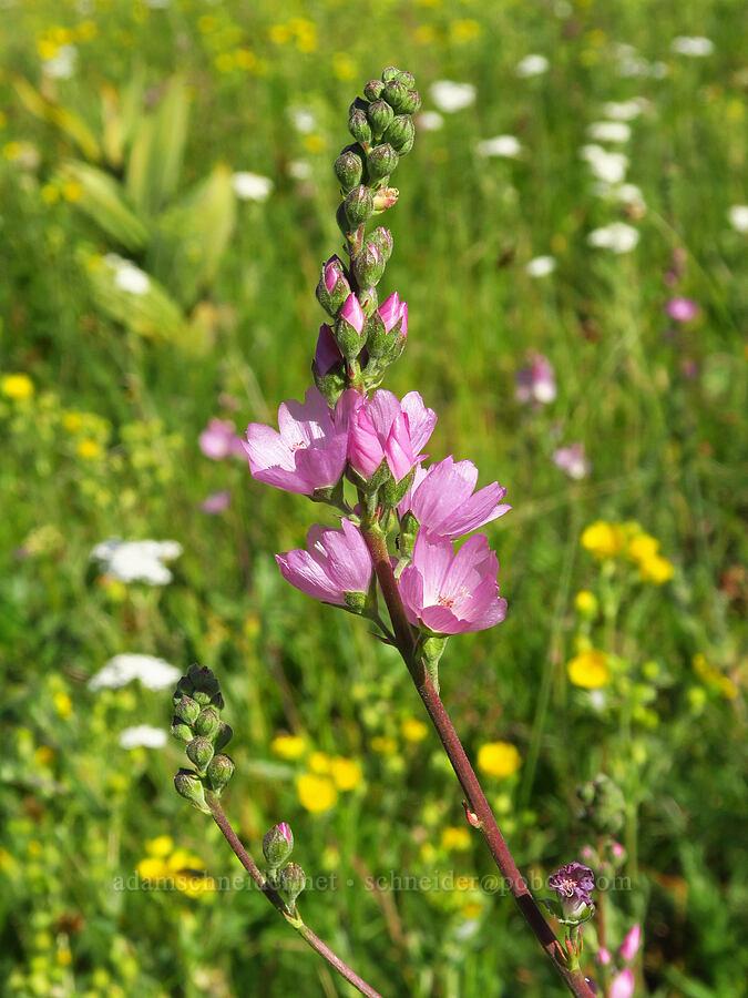 Oregon checker-mallow (Sidalcea oregana) [Table Mountain, Okanogan-Wenatchee National Forest, Chelan County, Washington]