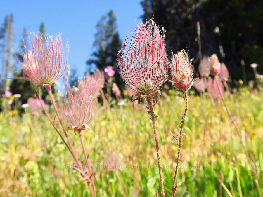 prairie smoke, going to seed (Geum triflorum) [Table Mountain, Okanogan-Wenatchee National Forest, Chelan County, Washington]