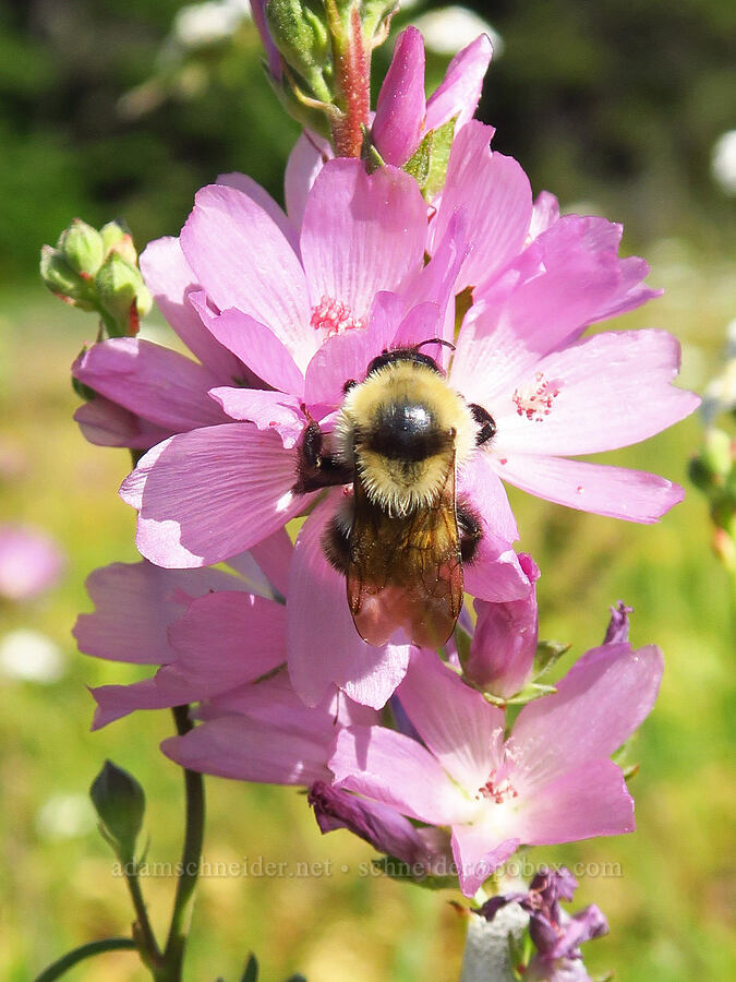 bumblebee & Oregon checker-mallow (Bombus sp., Sidalcea oregana) [Table Mountain, Okanogan-Wenatchee National Forest, Chelan County, Washington]