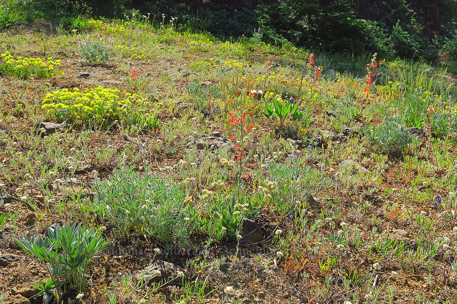 wildflowers [Table Mountain, Okanogan-Wenatchee National Forest, Chelan County, Washington]