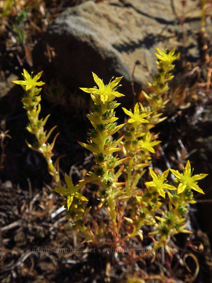 worm-leaf stonecrop (Sedum stenopetalum) [Table Mountain, Okanogan-Wenatchee National Forest, Chelan County, Washington]