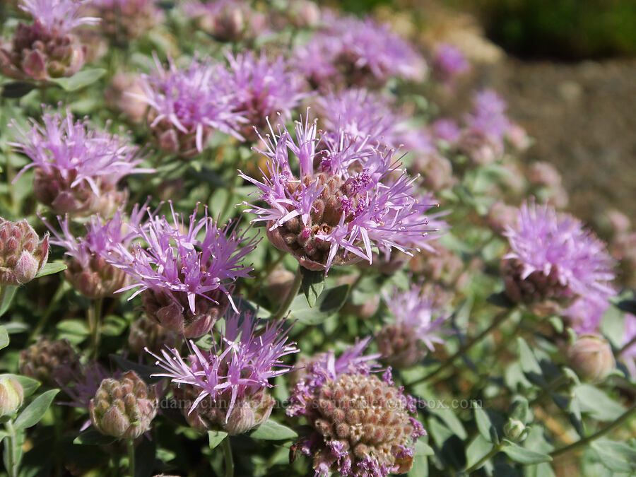 coyote mint (Monardella odoratissima ssp. discolor) [Reecer Creek Road, Chelan County, Washington]