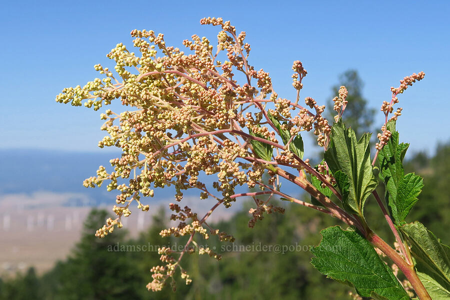 ocean-spray (cream-bush) (Holodiscus discolor) [Reecer Creek Road, Chelan County, Washington]