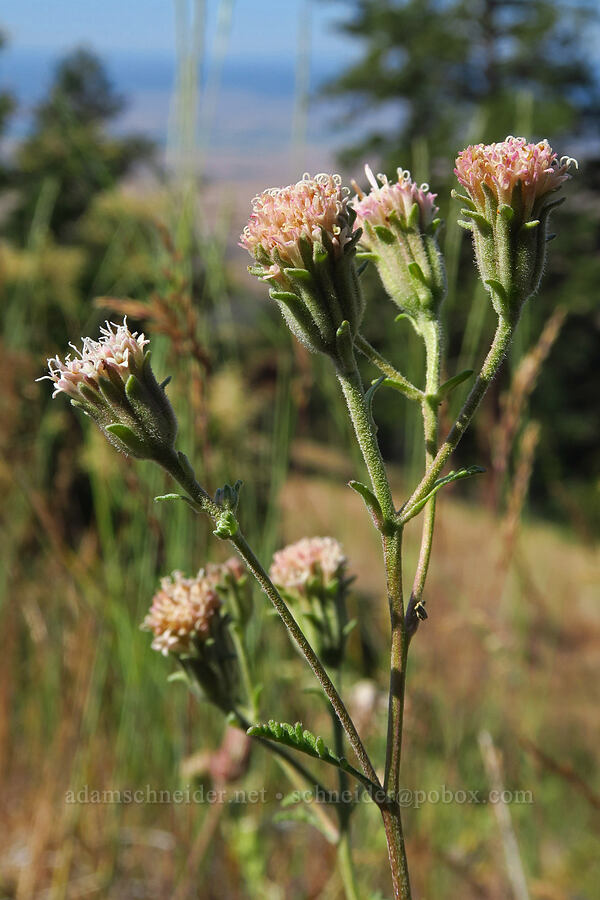 Douglas' pincushion (Chaenactis douglasii) [Reecer Creek Road, Chelan County, Washington]