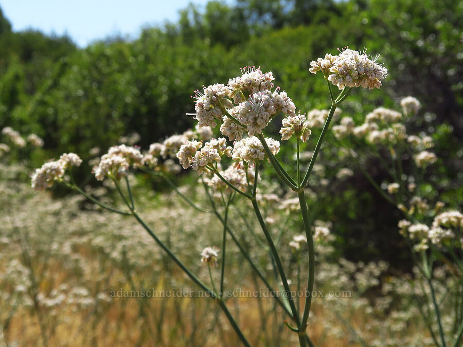 tall buckwheat (Eriogonum elatum) [Reecer Creek Road, Chelan County, Washington]