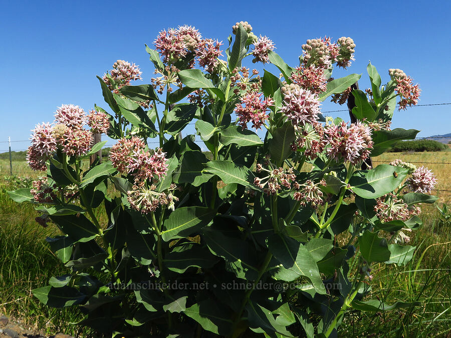 showy milkweed (Asclepias speciosa) [Smithson Road, Chelan County, Washington]