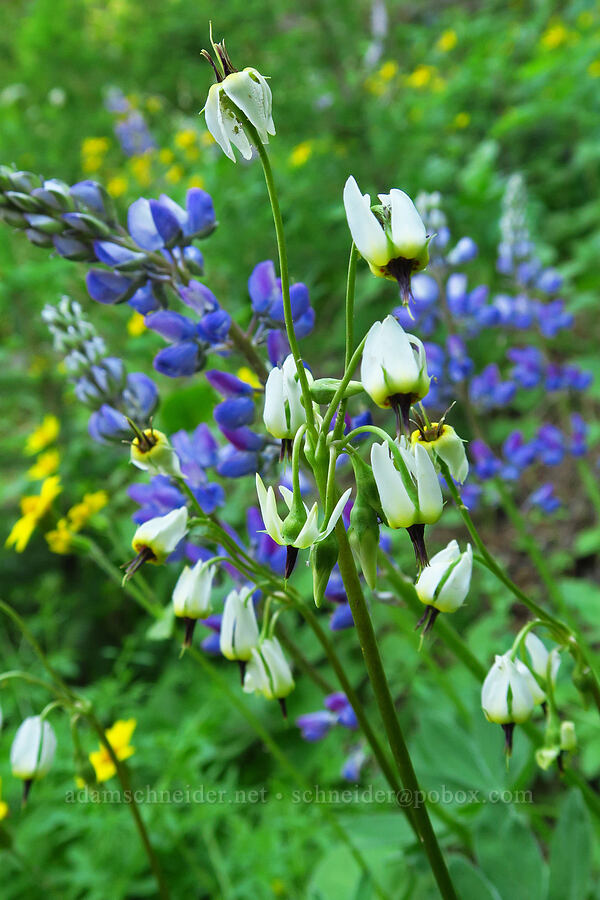 white shooting-stars (Dodecatheon dentatum (Primula latiloba)) [Forest Road 9712, Okanogan-Wenatchee National Forest, Chelan County, Washington]