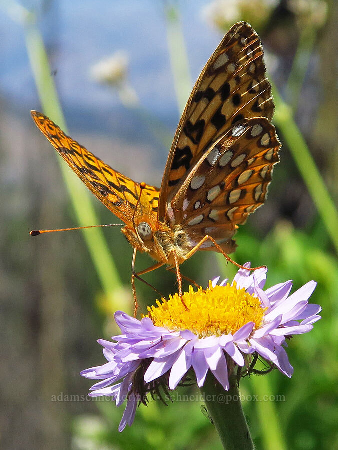 fritillary butterfly & subalpine fleabane (Argynnis sp. (Speyeria sp.)) [Mission Peak Trail, Okanogan-Wenatchee National Forest, Chelan County, Washington]