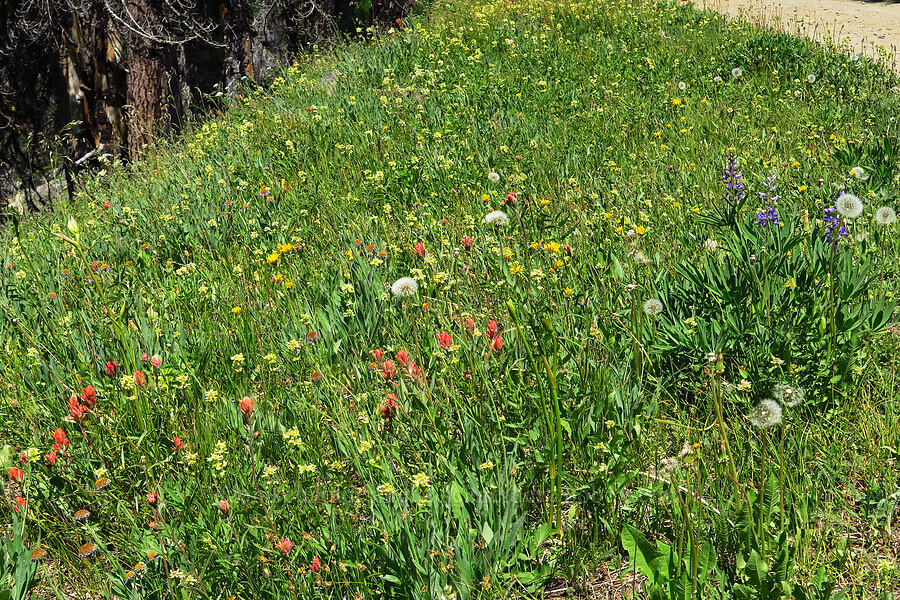 wildflowers (Castilleja elmeri, Lupinus sp., Penstemon confertus, Erigeron glacialis var. glacialis) [Mission Peak Trail, Okanogan-Wenatchee National Forest, Chelan County, Washington]