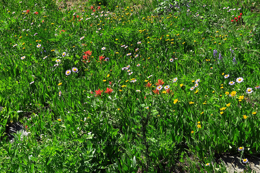 wildflowers (Castilleja elmeri, Lupinus sp., Arnica sp., Erigeron glacialis var. glacialis) [Mission Peak Trail, Okanogan-Wenatchee National Forest, Chelan County, Washington]