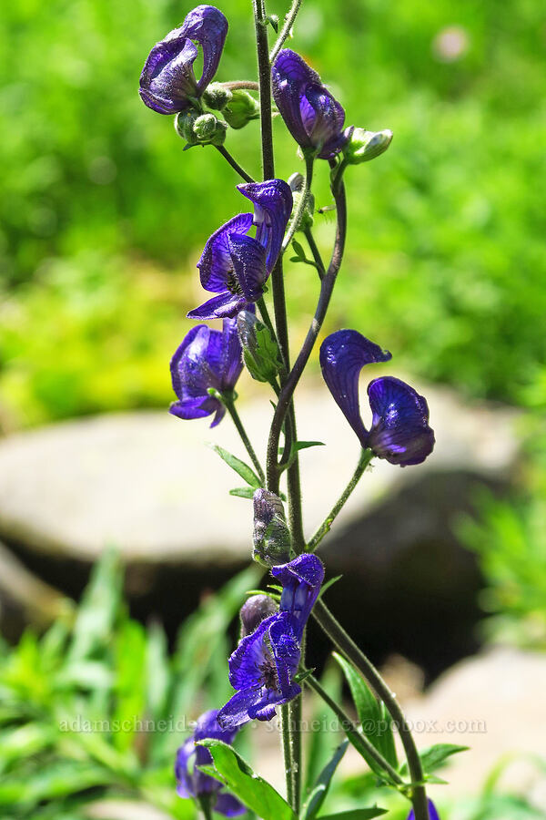 monkshood (Aconitum columbianum) [Mission Peak Trail, Okanogan-Wenatchee National Forest, Chelan County, Washington]