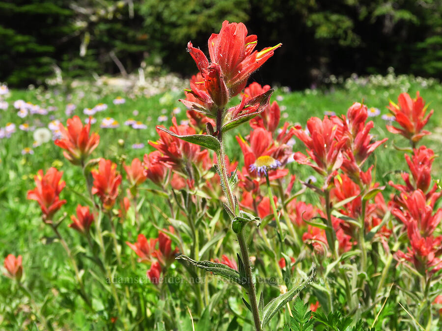 red Wenatchee paintbrush (Castilleja elmeri) [Mission Peak Trail, Okanogan-Wenatchee National Forest, Chelan County, Washington]