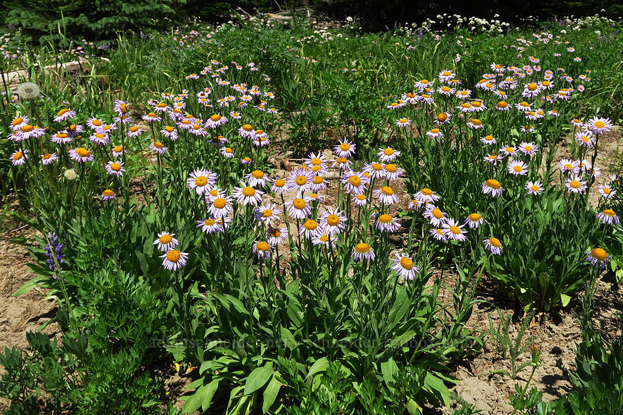 subalpine fleabane (Erigeron glacialis var. glacialis) [Mission Peak Trail, Okanogan-Wenatchee National Forest, Chelan County, Washington]