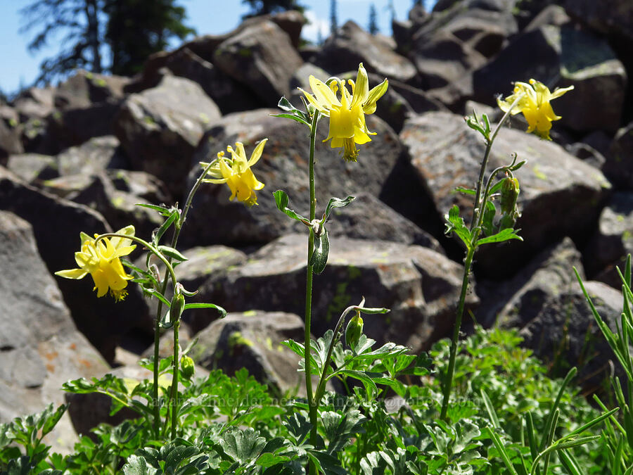 yellow columbine (Aquilegia flavescens) [Mission Peak Trail, Okanogan-Wenatchee National Forest, Chelan County, Washington]