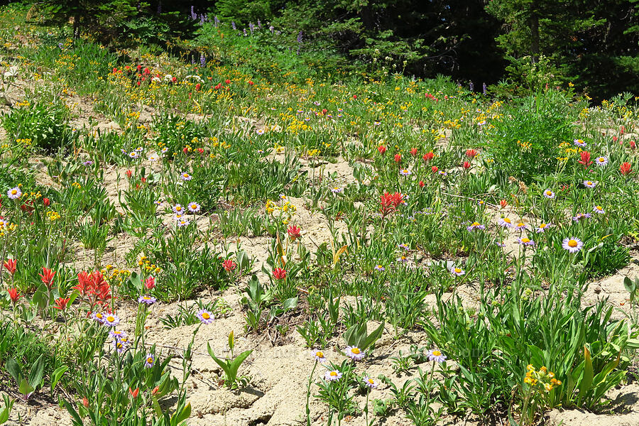 wildflowers (Castilleja elmeri, Senecio integerrimus, Penstemon confertus, Erigeron glacialis var. glacialis) [Mission Peak Trail, Colockum Wildlife Area, Chelan County, Washington]