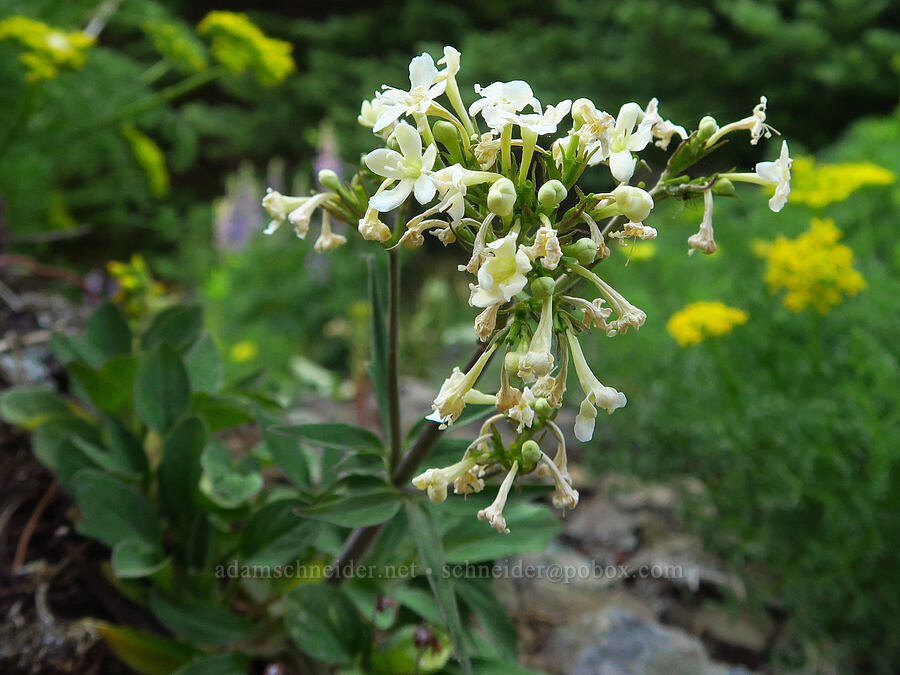 Wenatchee valerian (Valeriana columbiana) [Mission Peak Trail, Colockum Wildlife Area, Chelan County, Washington]