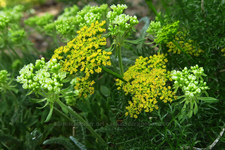 fennel-leaf spring-parsley & subalpine buckwheat (Cymopterus terebinthinus var. foeniculaceus (Cymopterus foeniculaceus), Eriogonum umbellatum var. majus (Eriogonum subalpinum)) [Mission Peak Trail, Colockum Wildlife Area, Chelan County, Washington]