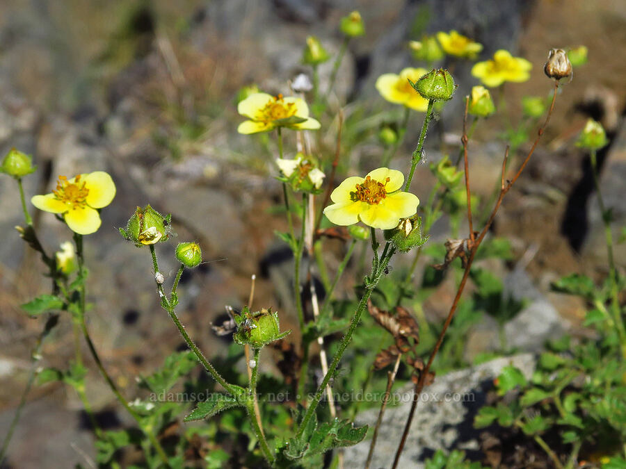 cliff cinquefoil (Drymocallis pseudorupestris (Potentilla glandulosa ssp. pseudorupestris)) [Mission Peak Trail, Colockum Wildlife Area, Chelan County, Washington]