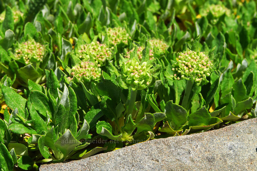 subalpine sulphur-flower buckwheat, budding (Eriogonum umbellatum var. majus (Eriogonum subalpinum)) [Mission Peak Trail, Colockum Wildlife Area, Chelan County, Washington]