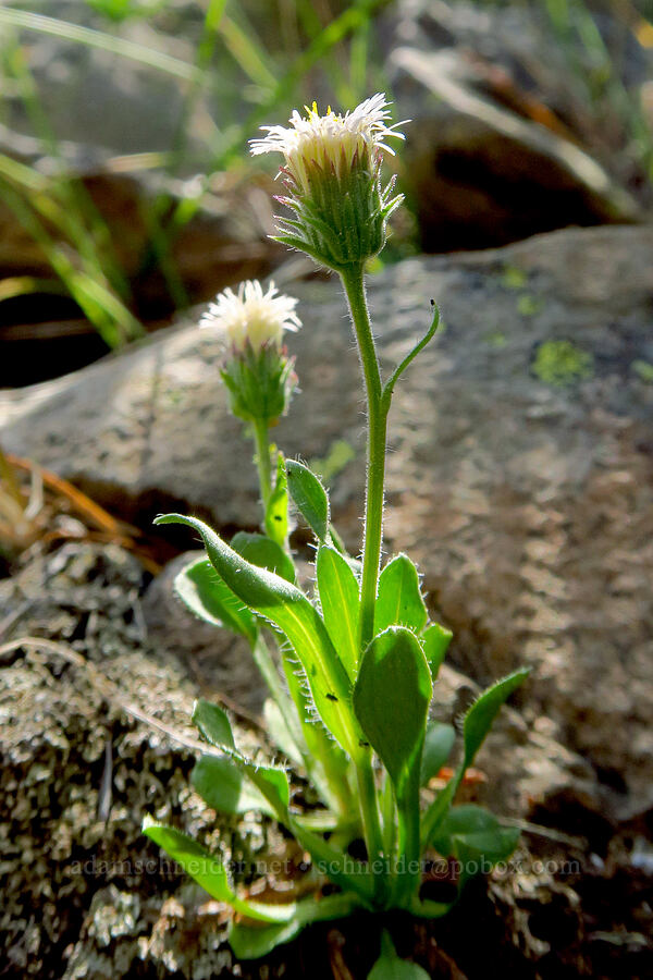 northern daisy/fleabane (Erigeron nivalis (Erigeron acris ssp. debilis)) [Mission Peak Trail, Colockum Wildlife Area, Chelan County, Washington]