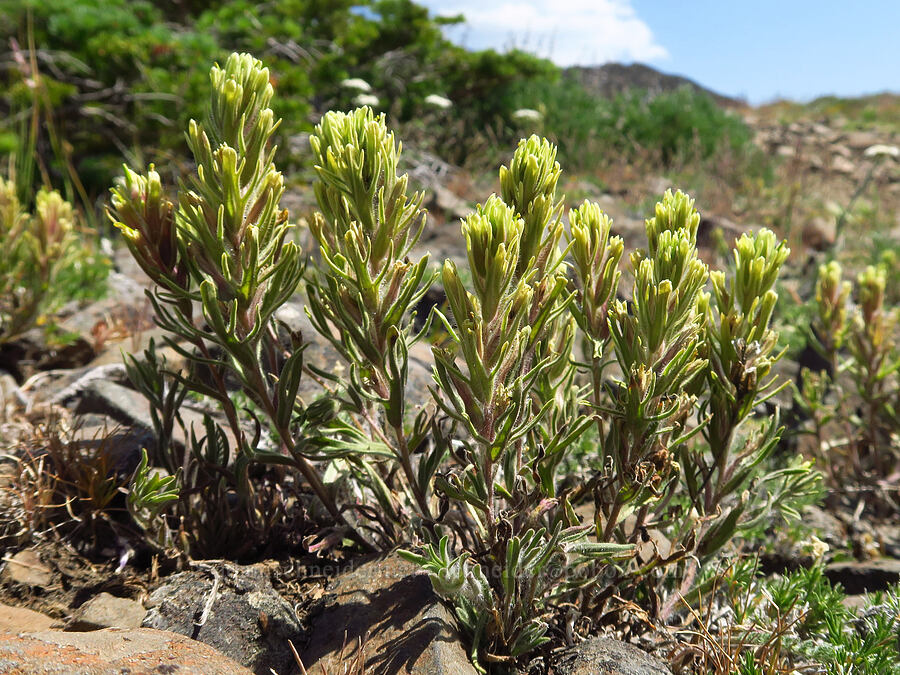 Thompson's paintbrush (Castilleja thompsonii) [Mission Peak Trail, Colockum Wildlife Area, Chelan County, Washington]