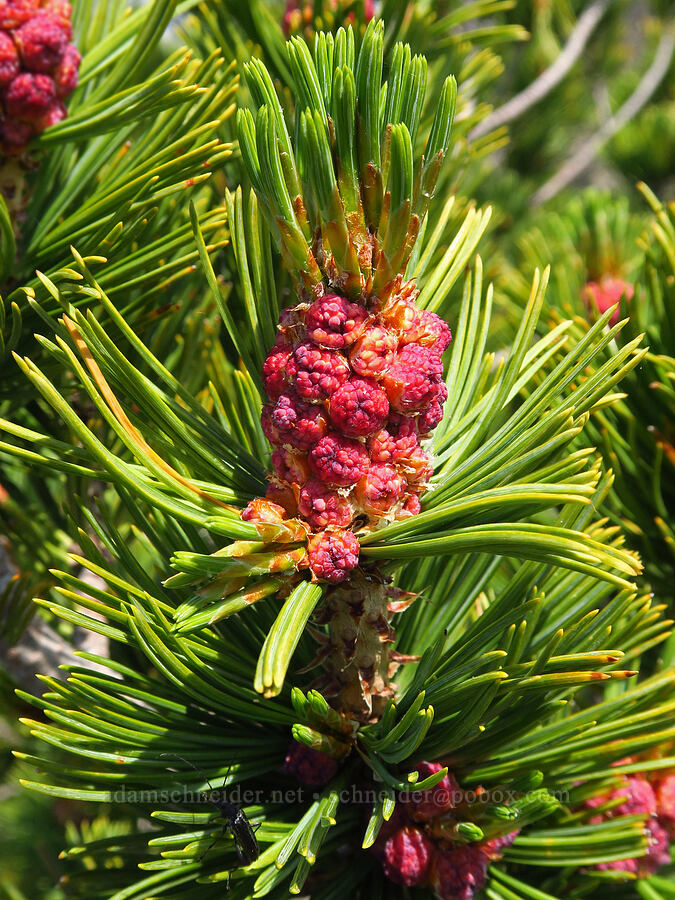 white-bark pine flowers (Pinus albicaulis) [Mission Peak Trail, Colockum Wildlife Area, Chelan County, Washington]