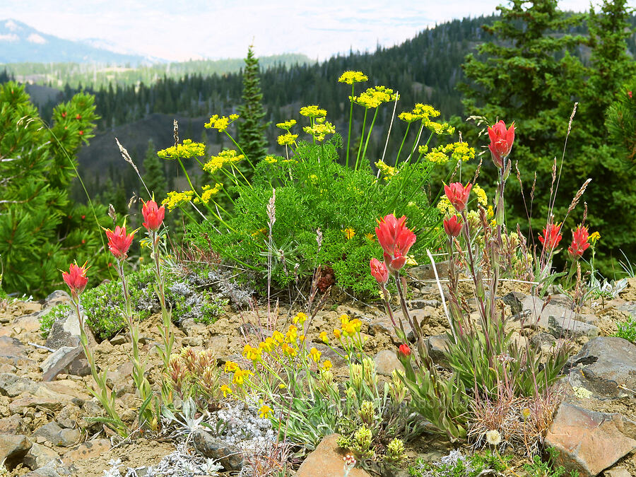 wildflowers (Castilleja elmeri, Cymopterus terebinthinus var. foeniculaceus (Cymopterus foeniculaceus), Packera cana (Senecio canus), Castilleja thompsonii) [Mission Peak Trail, Colockum Wildlife Area, Chelan County, Washington]