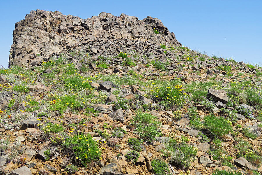 wildflowers (Cymopterus terebinthinus var. foeniculaceus (Cymopterus foeniculaceus), Castilleja thompsonii, Phlox diffusa, Sedum sp.) [Mission Peak Trail, Colockum Wildlife Area, Chelan County, Washington]