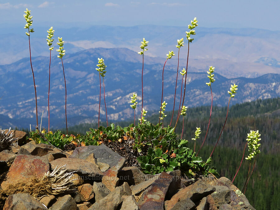 round-leaf alumroot (Heuchera cylindrica) [Mission Peak Trail, Colockum Wildlife Area, Chelan County, Washington]