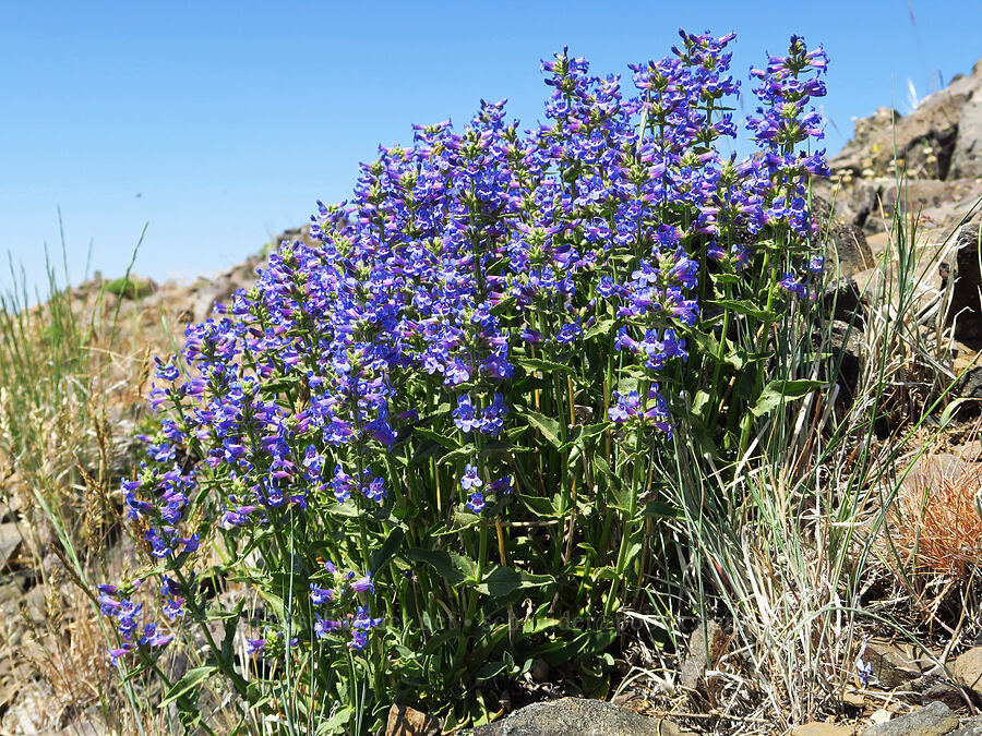 Chelan penstemon (Penstemon pruinosus) [Mission Peak, Colockum Wildlife Area, Kittitas County, Washington]