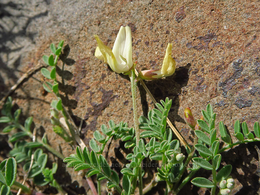 balloon-pod milk-vetch (Astragalus whitneyi var. sonneanus) [Mission Peak, Colockum Wildlife Area, Chelan County, Washington]