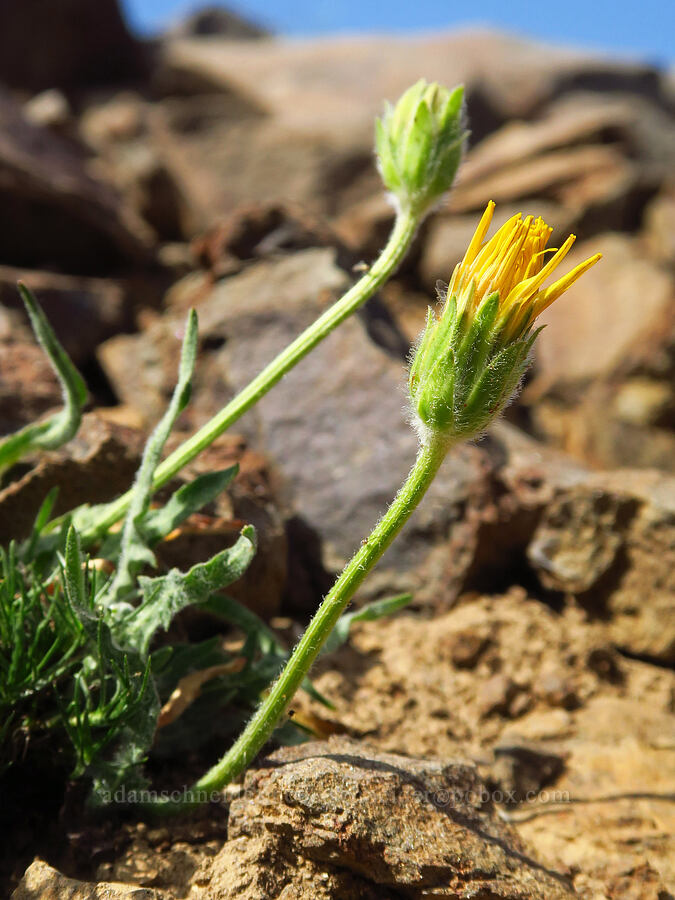 pale agoseris (Agoseris glauca var. dasycephala) [Mission Peak, Colockum Wildlife Area, Chelan County, Washington]