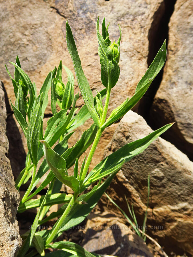 long-leaf arnica (Arnica longifolia) [Mission Peak, Colockum Wildlife Area, Chelan County, Washington]