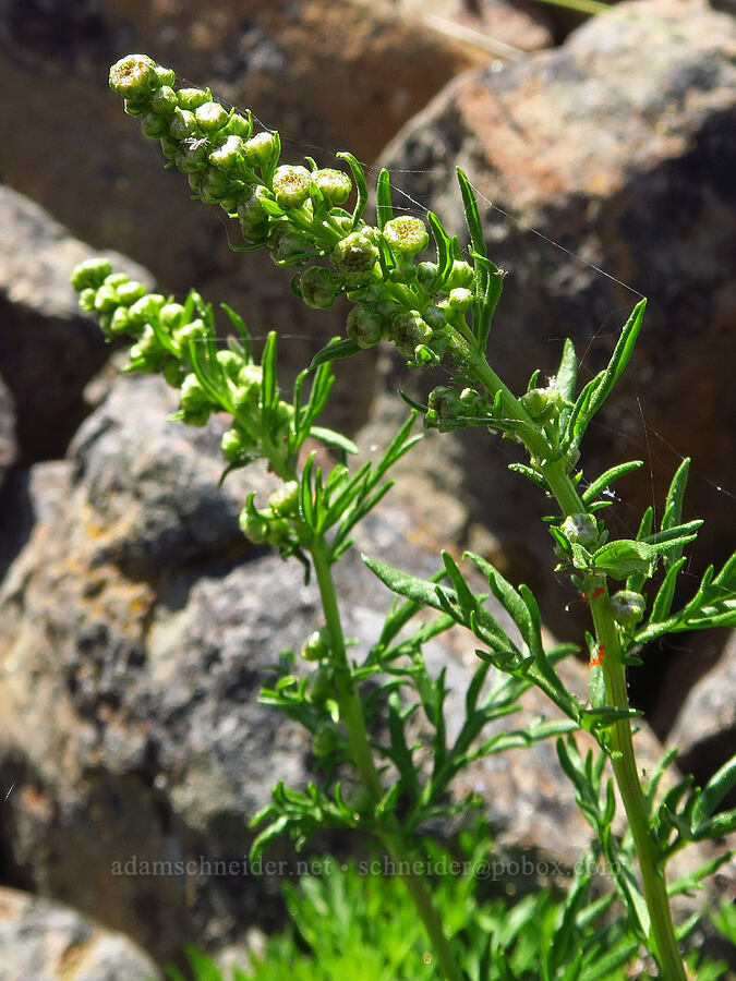 lemon sagewort (Artemisia michauxiana) [Mission Peak, Colockum Wildlife Area, Chelan County, Washington]