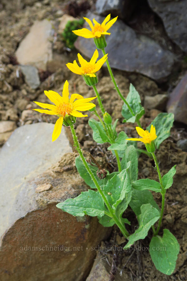 heart-leaf arnica (Arnica cordifolia) [Mission Peak, Colockum Wildlife Area, Chelan County, Washington]