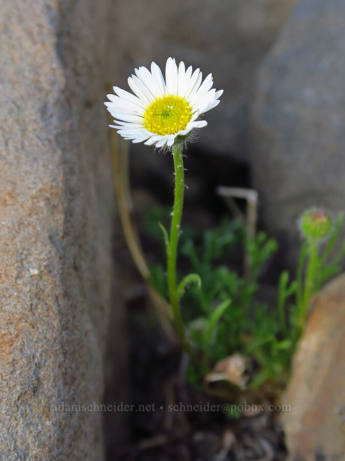 cut-leaf fleabane (Erigeron compositus) [Mission Peak, Colockum Wildlife Area, Chelan County, Washington]