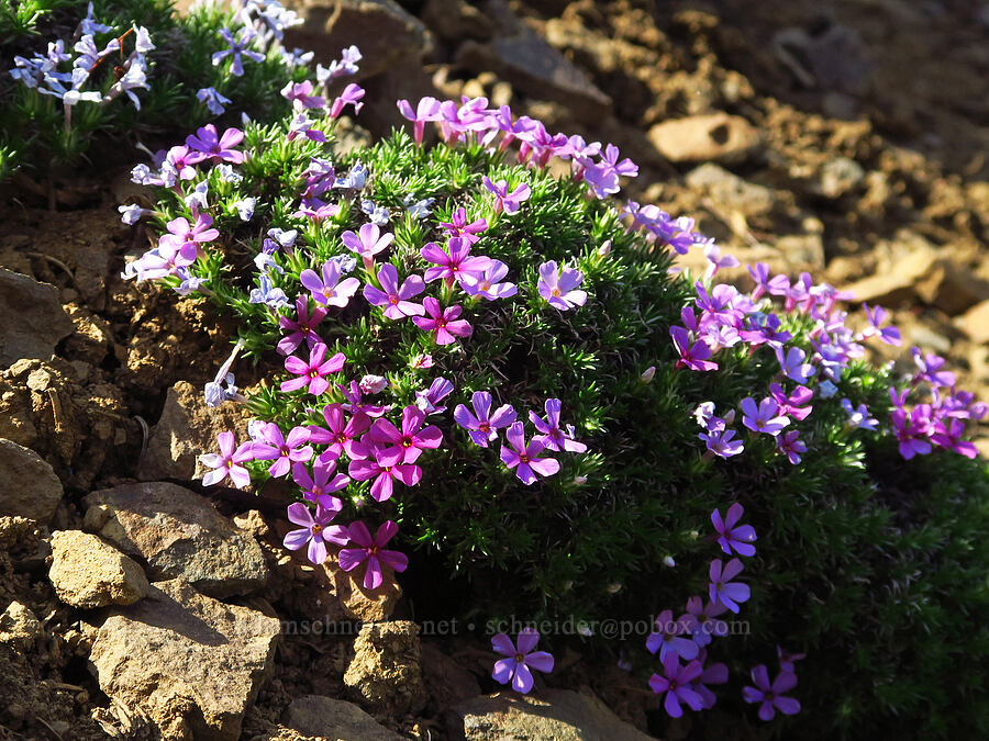 spreading phlox (Phlox diffusa) [Mission Peak, Colockum Wildlife Area, Chelan County, Washington]