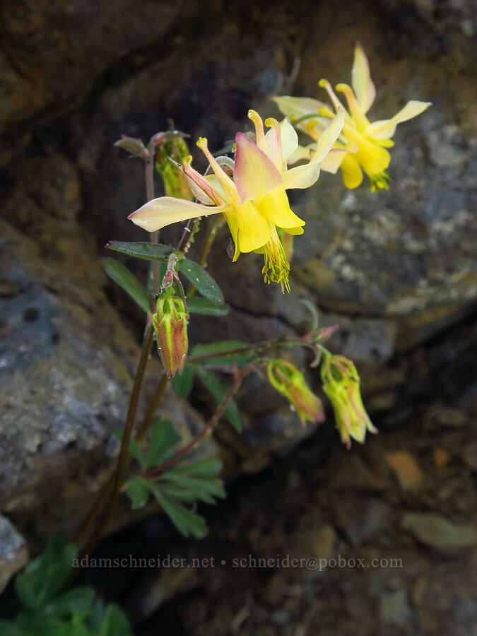 hybrid columbine (Aquilegia x miniana (Aquilegia flavescens x Aquilegia formosa)) [Mission Peak, Colockum Wildlife Area, Chelan County, Washington]