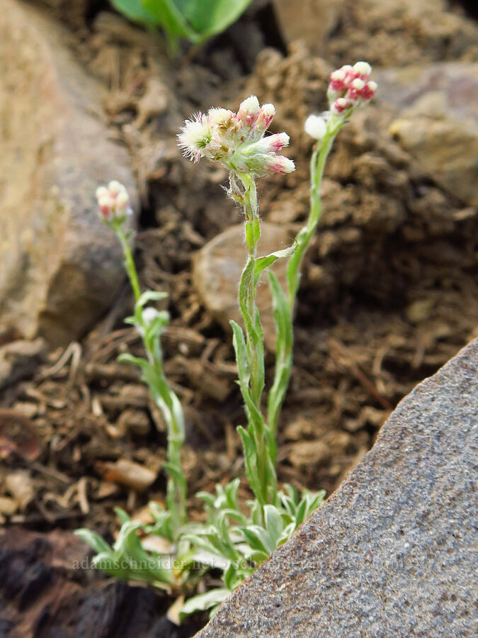 rosy pussy-toes (Antennaria rosea (Antennaria microphylla)) [Mission Peak, Colockum Wildlife Area, Chelan County, Washington]