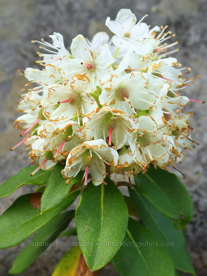 trapper's tea (Rhododendron columbianum (Ledum columbianum) (Ledum glandulosum)) [Mission Peak, Colockum Wildlife Area, Chelan County, Washington]