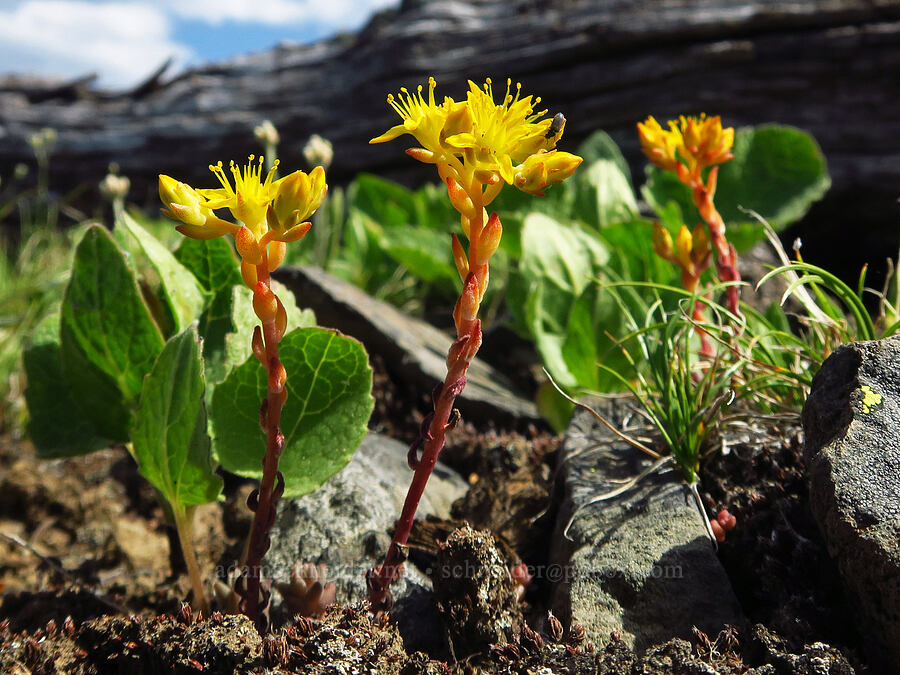 lance-leaf stonecrop (Sedum lanceolatum) [Mission Peak, Colockum Wildlife Area, Chelan County, Washington]