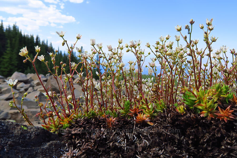 spotted saxifrage (Saxifraga bronchialis ssp. austromontana (Saxifraga austromontana)) [Mission Peak, Colockum Wildlife Area, Chelan County, Washington]