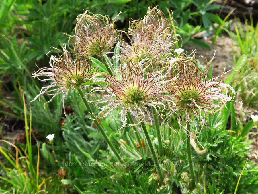 prairie pasqueflowers, going to seed (Anemone patens var. nuttalliana (Pulsatilla nuttalliana)) [Mission Peak, Colockum Wildlife Area, Chelan County, Washington]