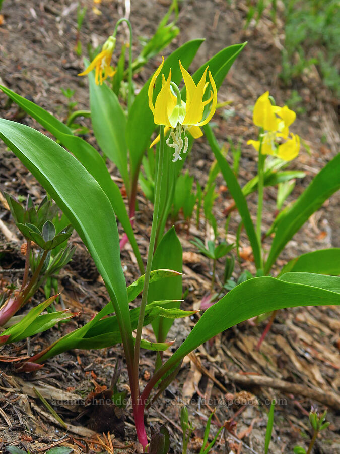 glacier lilies (Erythronium grandiflorum) [Mission Peak, Colockum Wildlife Area, Chelan County, Washington]