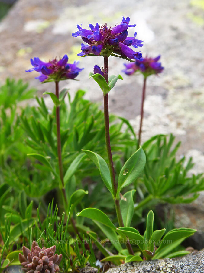 small-flowered penstemon (Penstemon procerus) [Mission Peak, Colockum Wildlife Area, Chelan County, Washington]