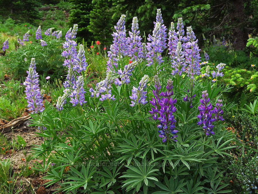 two shades of purple lupine (Lupinus sp.) [Mission Peak, Colockum Wildlife Area, Chelan County, Washington]