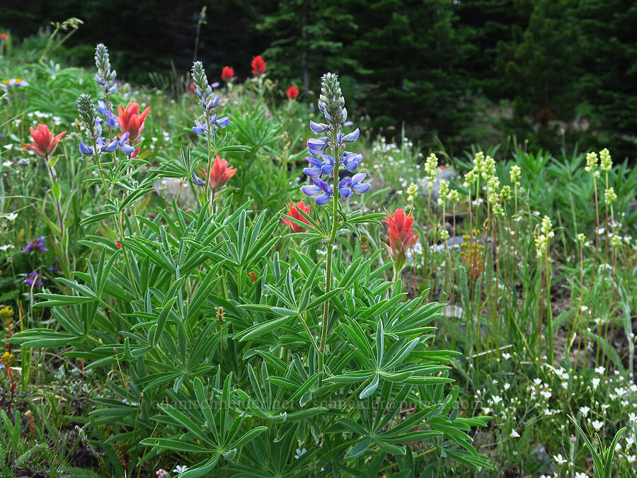 wildflowers (Lupinus sp., Castilleja elmeri, Heuchera cylindrica, Eremogone capillaris (Arenaria capillaris)) [Mission Peak, Colockum Wildlife Area, Chelan County, Washington]