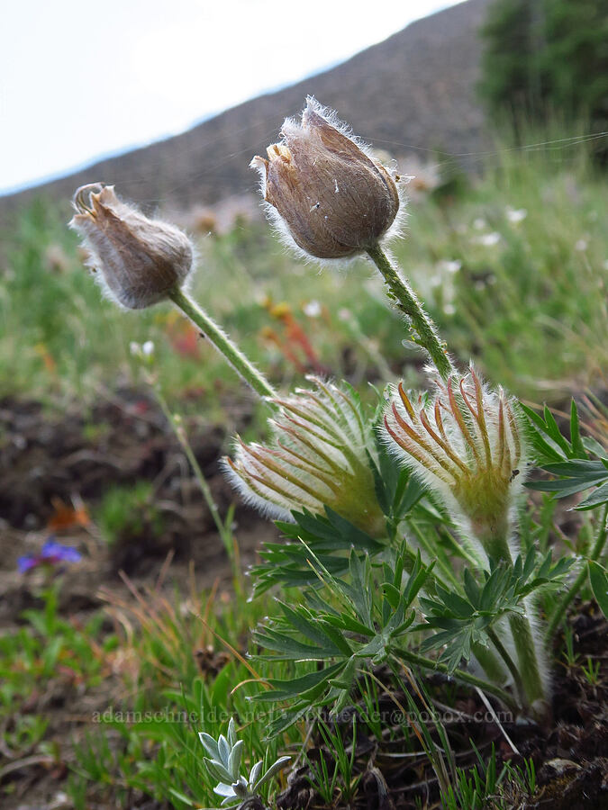 prairie pasqueflowers (Anemone patens var. nuttalliana (Pulsatilla nuttalliana)) [Mission Peak, Colockum Wildlife Area, Chelan County, Washington]