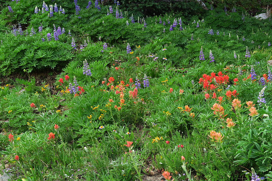 wildflowers (Castilleja elmeri, Lupinus sp., Senecio integerrimus, Erigeron glacialis var. glacialis) [Mission Peak, Colockum Wildlife Area, Chelan County, Washington]