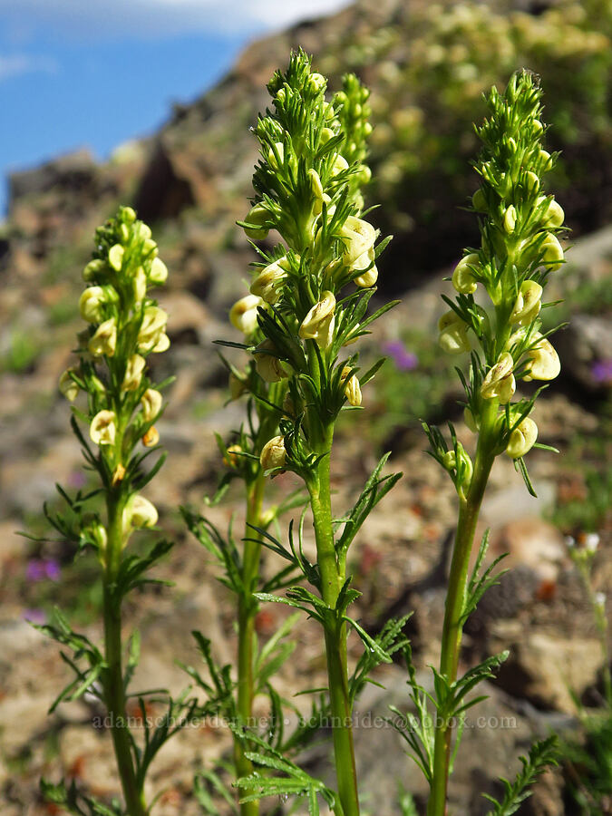 coiled-beak lousewort (Pedicularis contorta) [Mission Peak, Colockum Wildlife Area, Chelan County, Washington]